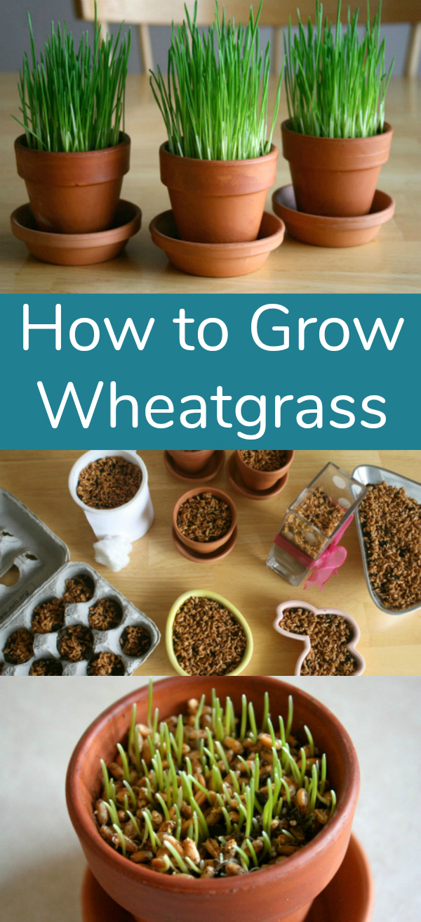 Grow Wheatgrass so easy and fun