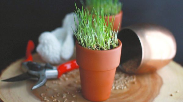 How to Grow Wheatgrass DIY