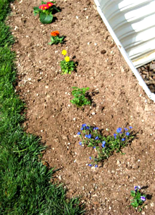 Plant a Rainbow Flower Garden