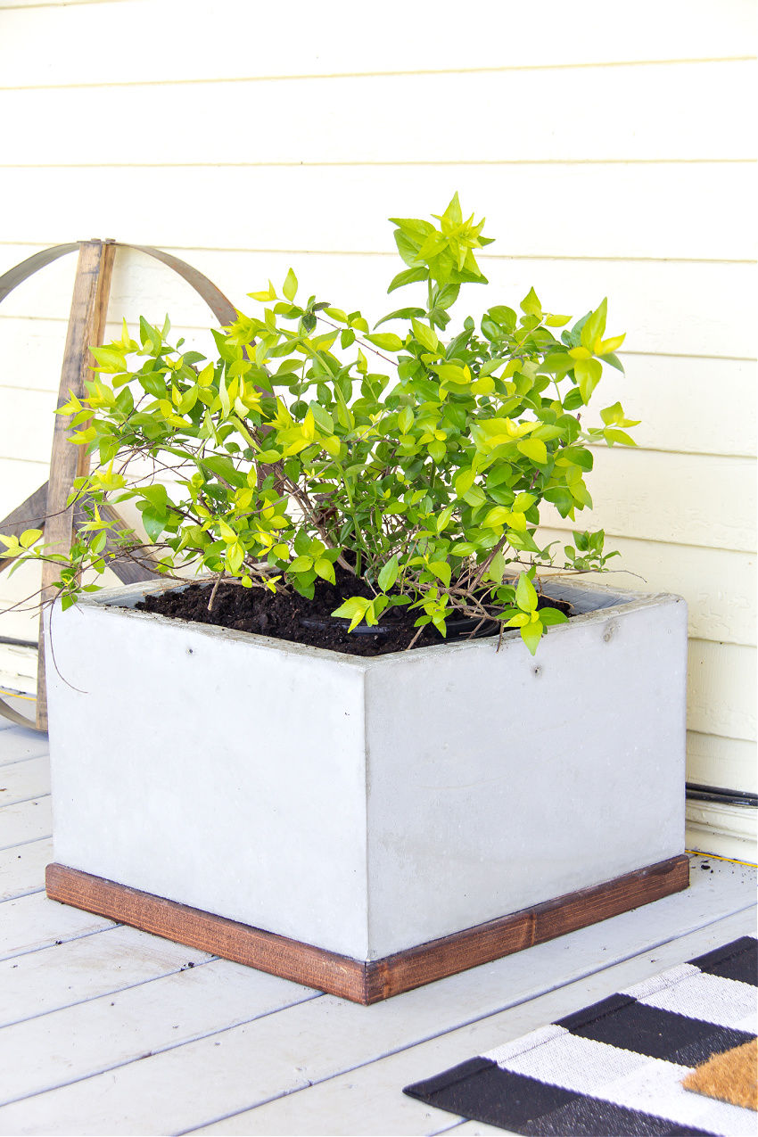 a concrete planter with a wood base and a green plant inside