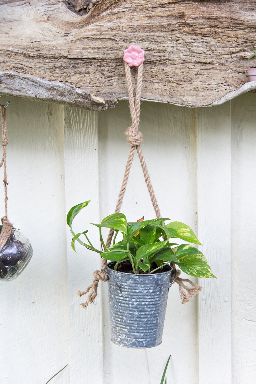 a drawer pull screwed onto driftwood to hang plants