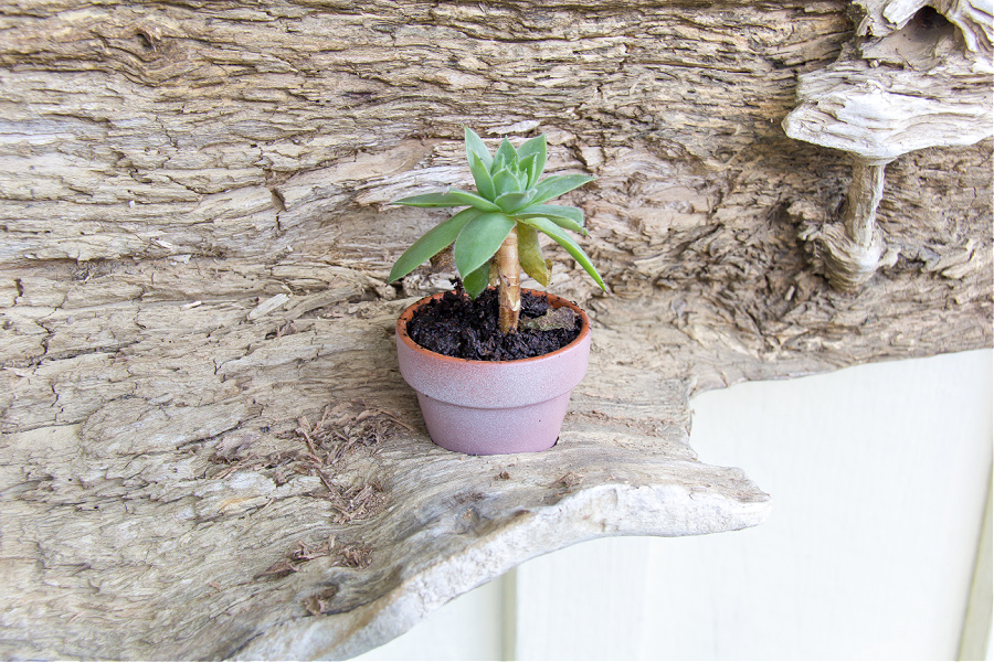 terracotta succulent planter in a piece of driftwood