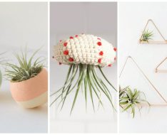 9 Ways to Decorate with Air Plants