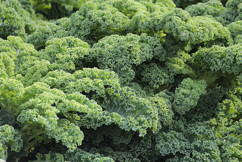 Buying Seasonal Winter Produce Kale