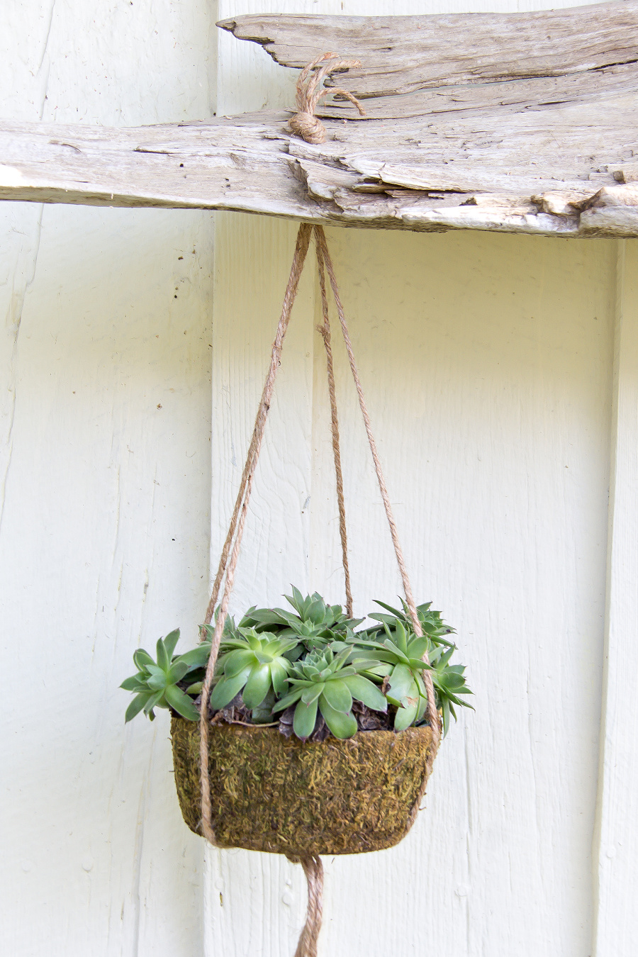 plant hanger made with hemp cord and knots hanging from driftwood