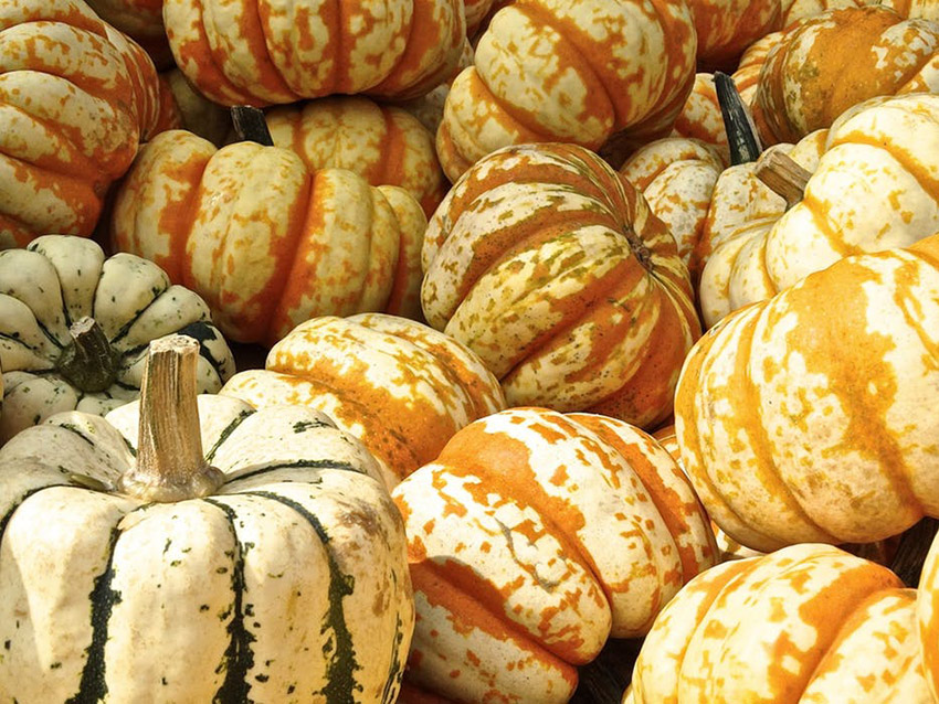 Buying Seasonal Winter Produce Squash